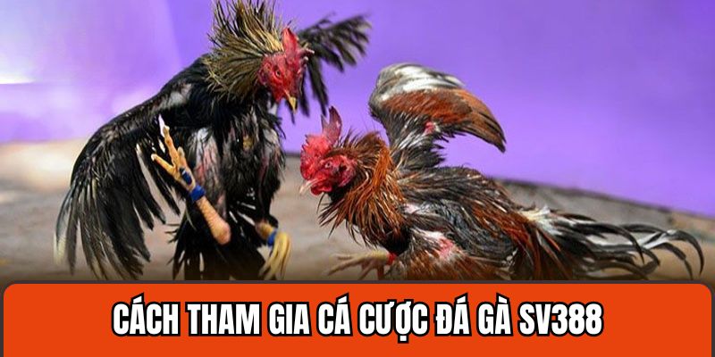 Cách tham gia chơi đá gà SV388 tại U888